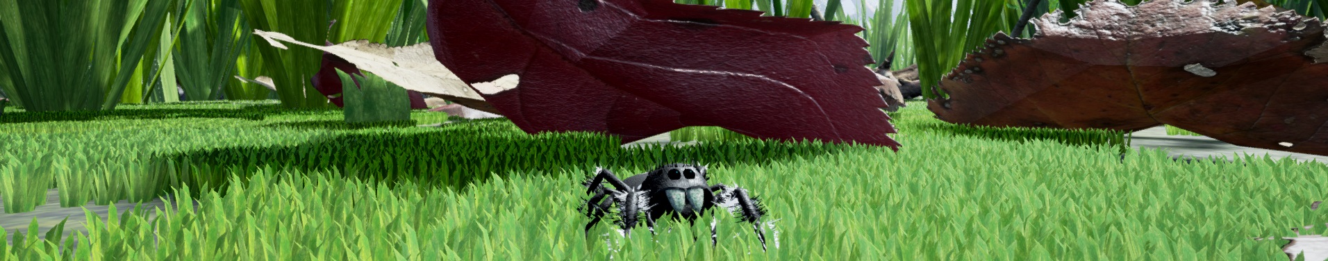 Jumping Spider on a carpet of moss