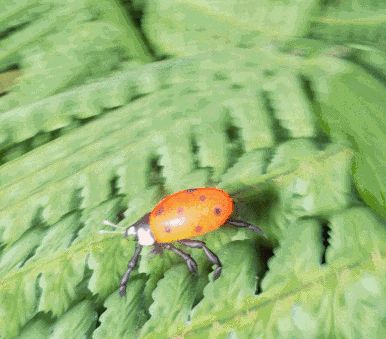 Ladybird flying GIF 1!